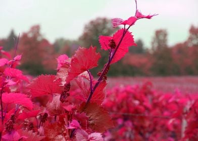 Baby Grape Clusters  Red