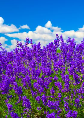 Lavender Against Blue Sky 