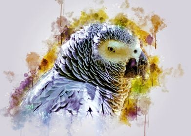 African Grey Parrot