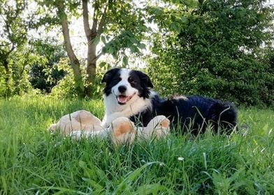 Lenny the Border Collie