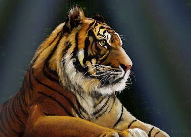 Jungle Tiger