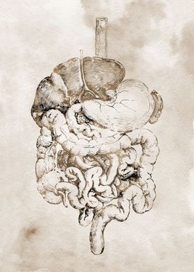Digestive tract