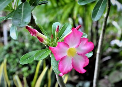 Pink Blossoming Flowers