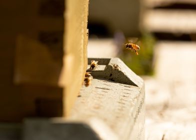 A bee about to land