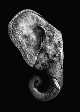 Elephant head poster art 