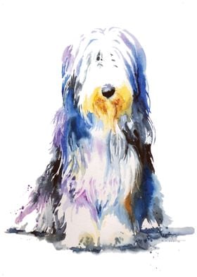 Bearded Collie Sitting
