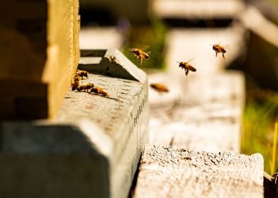  Busy bee landing queue