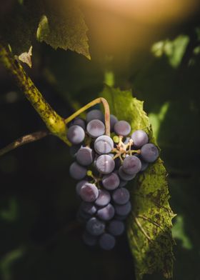 Wine grapes in garden