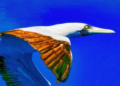 Caribbean boobie gull