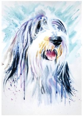 Bearded Collie Max