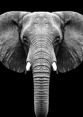 Wild Elephant head poster 