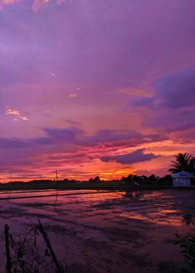 Fiery Sunset on Rice Farm