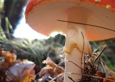 Red fly mushroom