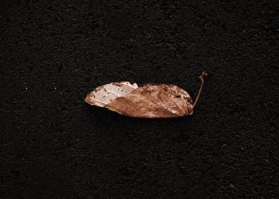 tree leaf in the dark