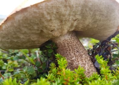 Tundra mushroom