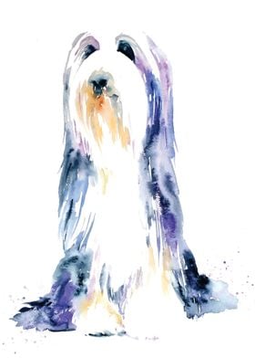 Bearded Collie Study