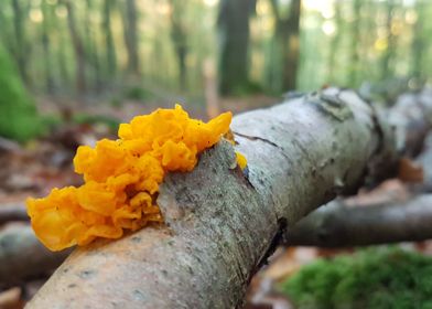 Tree mushroom