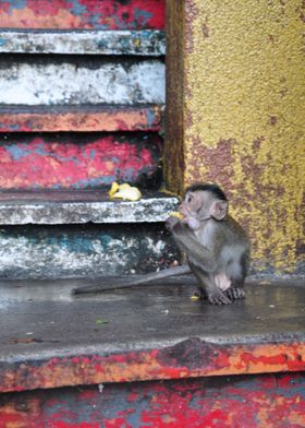 Baby Chimps Among Colors