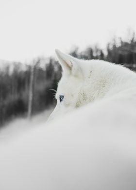 Wolf White