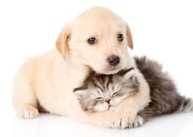 Baby dog and kitten