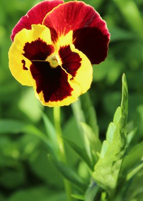 Pansy flowers