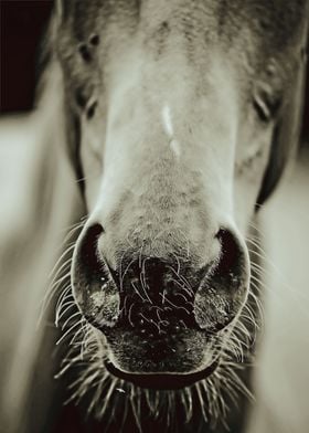 Horse Wall Art