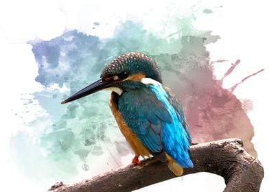 Kingfisher