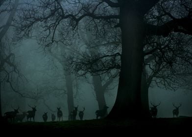 Deer in the Mist