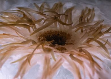 Chrysanthemum in ice 2