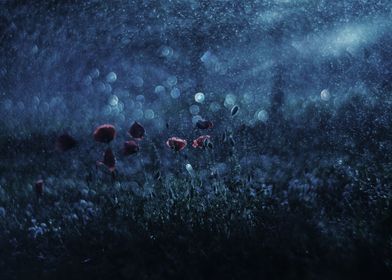 Night Poppies Meadow