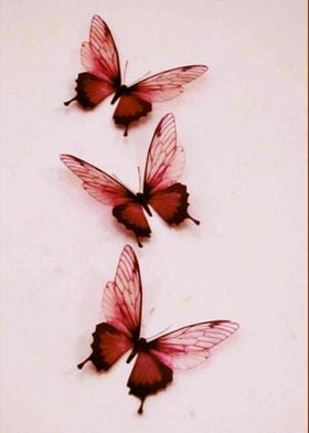 butterflies