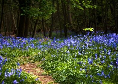 Blue Bells Woods