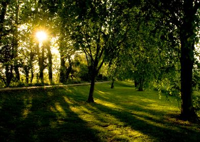 English Woodland