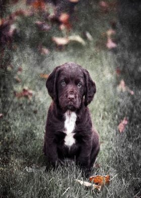 Autumn Puppy