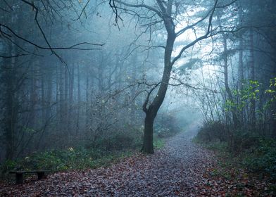 Late Autumn Forest