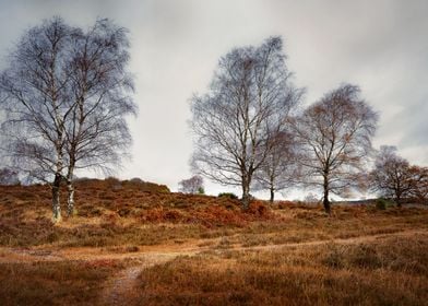 New Forest