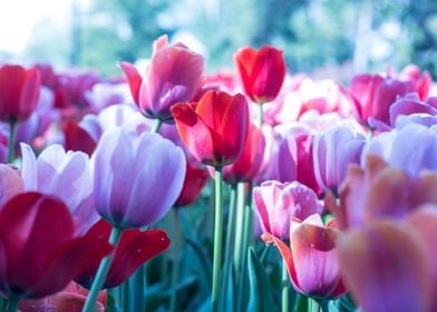 Pink White Tulips On Blue