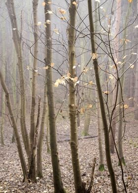 Abstract Forest