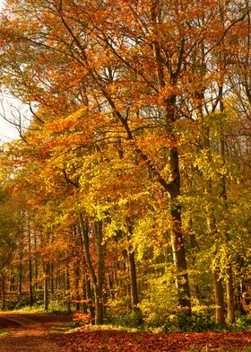 English Woodland