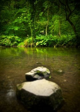 Forest River