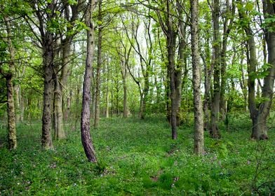 Woodland Landscape