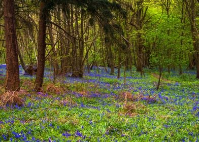 Blue Bells Woods