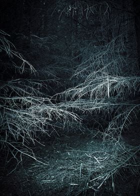 Spooky Woods