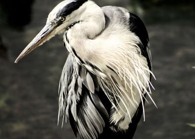 Heron