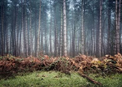 Late Autumn Forest