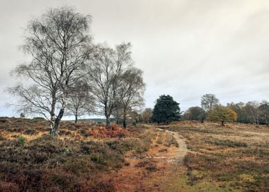 New Forest