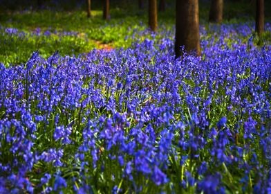 Blue Bells Woods