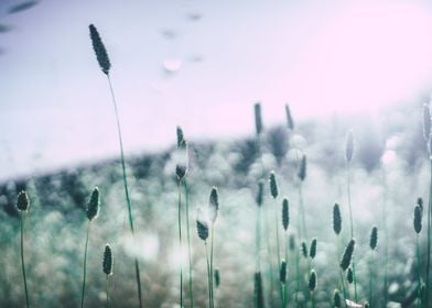 Blue Meadow Grass On White