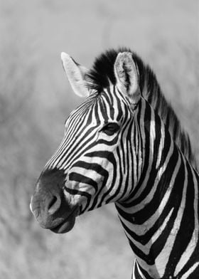 Black and white Zebra