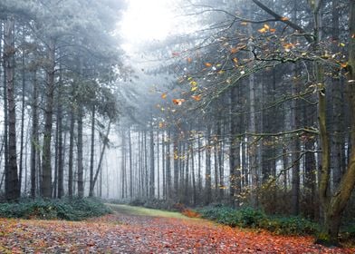 Late Autumn Forest